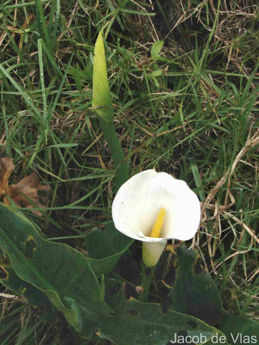 Zantedeschia aethiopica (L.) Spreng.